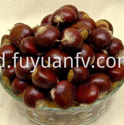 chestnut